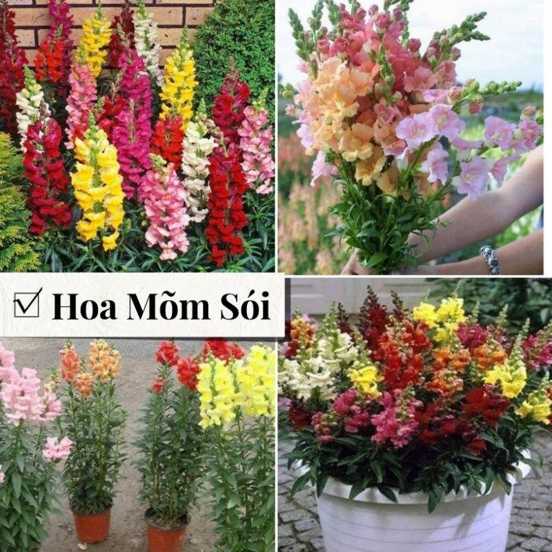 100 hạt giống hoa mõm sói❤️❤️siêu xinh❤️❤️ nảy mầm cực đỉnh