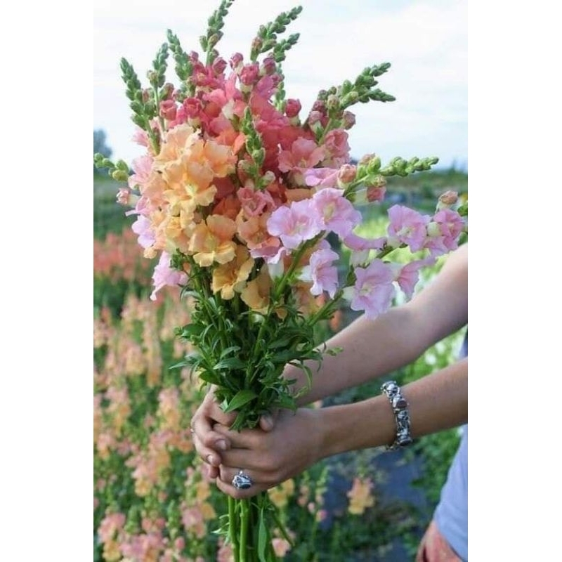 100 hạt giống hoa mõm sói❤️❤️siêu xinh❤️❤️ nảy mầm cực đỉnh