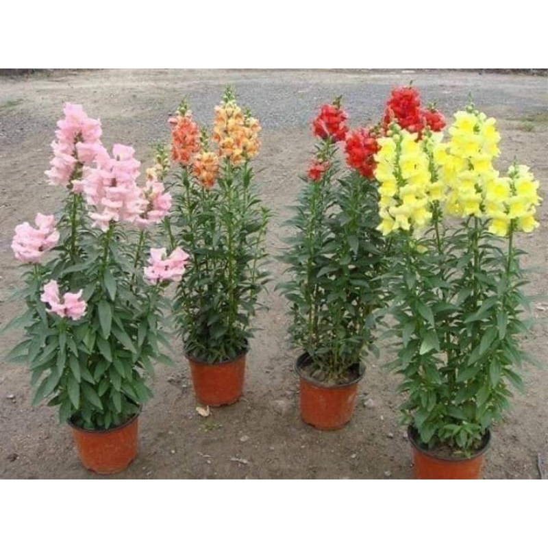 100 hạt giống hoa mõm sói❤️❤️siêu xinh❤️❤️ nảy mầm cực đỉnh