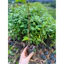 Cây giống Sao Đen (mua 10 tặng 1)