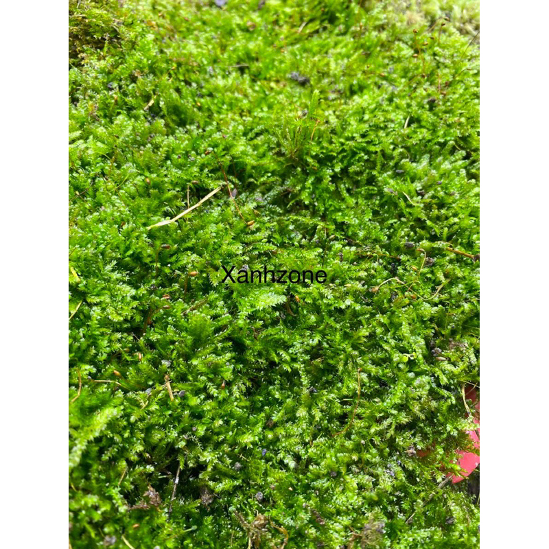 1 kg rêu tươi wepping trải nền hồ bán cạn, landscape, chậu cây, non bộ ...