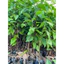 Cây giống Sao Đen (mua 10 tặng 1)