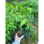 Cây giống gỗ Đinh Hương (mua 10 tặng 1)