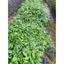 Cây giống gỗ Đinh Hương (mua 10 tặng 1)