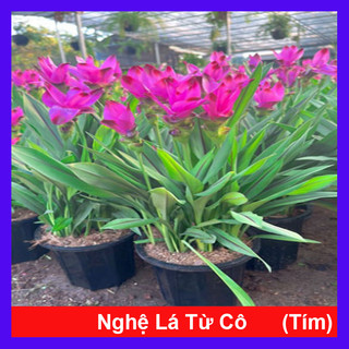 Cây Nghệ Lá Từ Cô (Tím) - cây nghệ thái