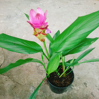 Cây Nghệ Lá Từ Cô (Tím) - cây nghệ thái