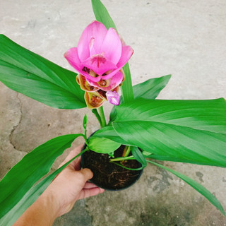 Cây Nghệ Lá Từ Cô (Tím) - cây nghệ thái