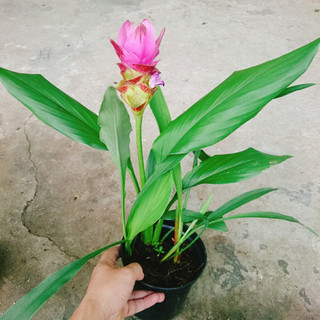 Cây Nghệ Lá Từ Cô (Tím) - cây nghệ thái