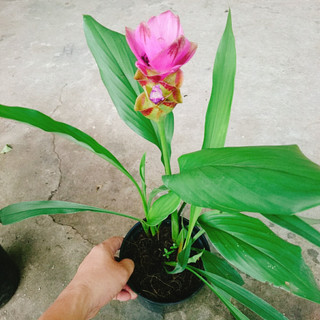Cây Nghệ Lá Từ Cô (Tím) - cây nghệ thái