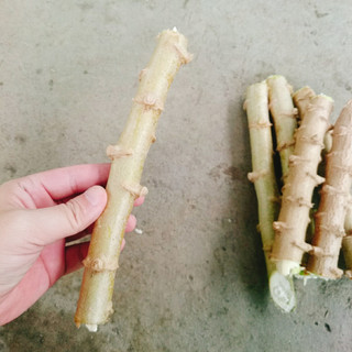 Cây khoai mì giống - loại củ to dễ trồng