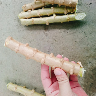 Cây khoai mì giống - loại củ to dễ trồng
