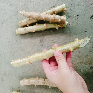 Cây khoai mì giống - loại củ to dễ trồng