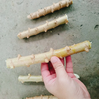 Cây khoai mì giống - loại củ to dễ trồng