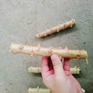 Cây khoai mì giống - loại củ to dễ trồng