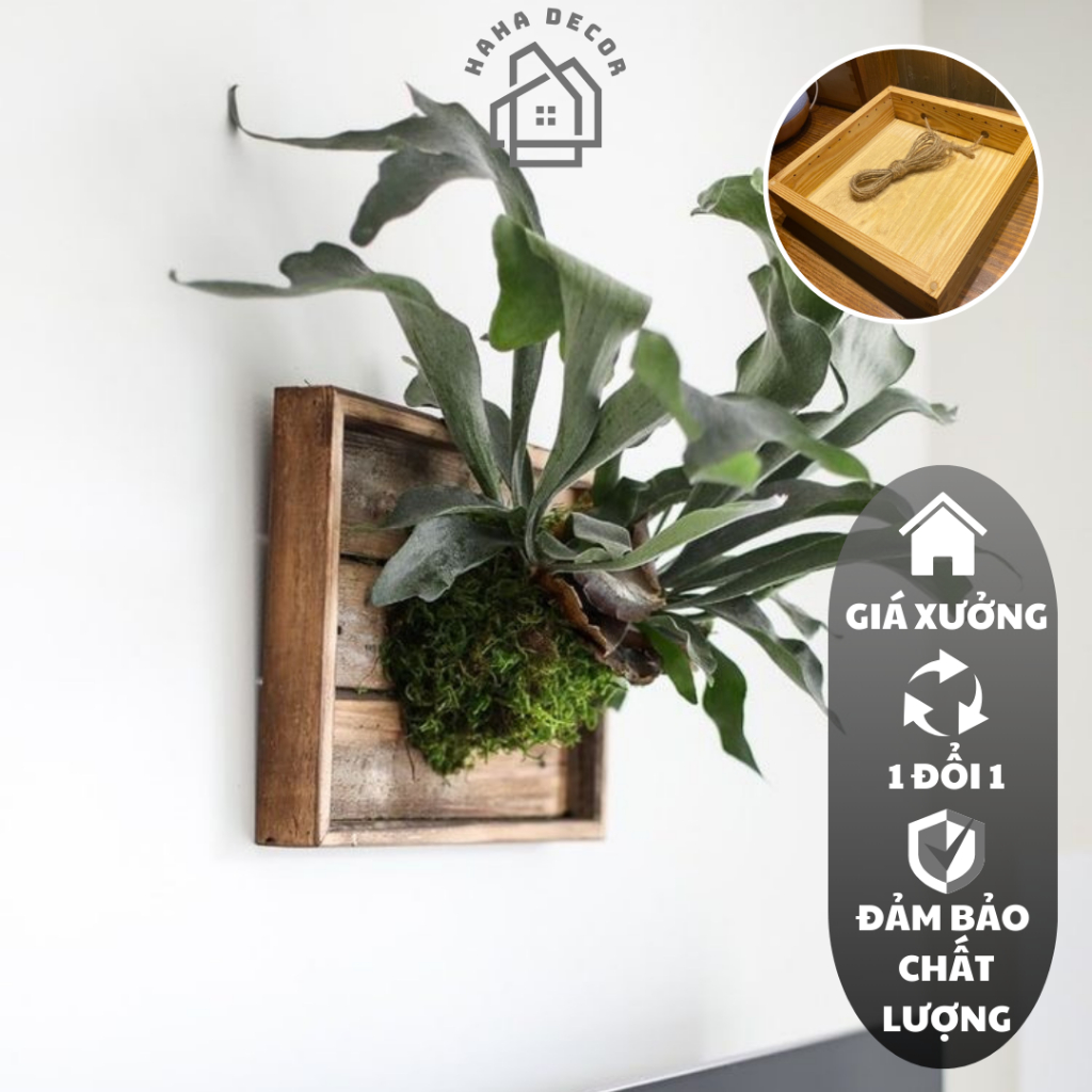 Bảng gỗ trồng cây ổ rồng trồng lan treo tường kích thước 25cm x 25cm ...