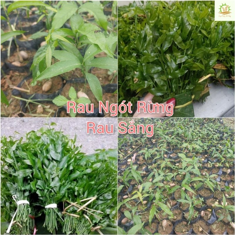 Cây giống rau Ngót Rừng, Rau Sắng, Rau Mì Chính (mua 10 tặng 1 ...
