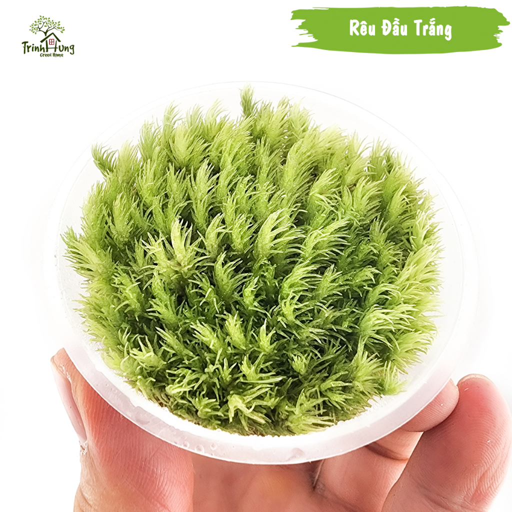 [TỔNG HỢP] Các loại rêu đẹp setup bán cạn, terrarium, bonsai, trang trí ...