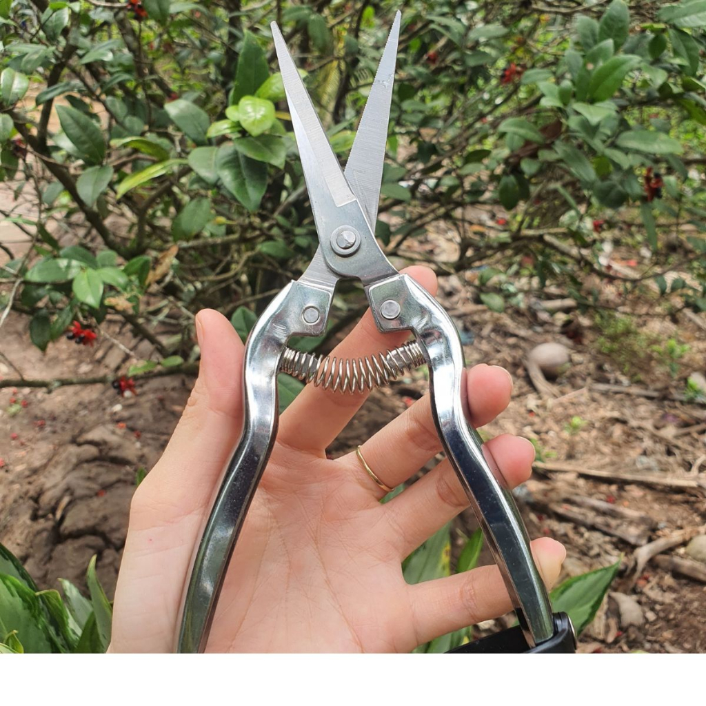 Kéo Tỉa Thép Trắng Tỉa Cành Cây Cành Non Lá Chồi Cây Cảnh Bonsai - Dụng Cụ Nông Nghiệp GD Smart