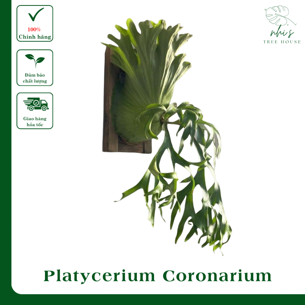 Cây ổ rồng, cây tổ rồng, ổ rồng Platycerium Coronarium, cây kiểng lá ...
