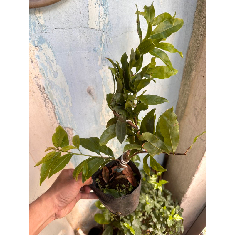 Hoa mai gião Indo nụ to hoa khủng. Hàng độc lạ