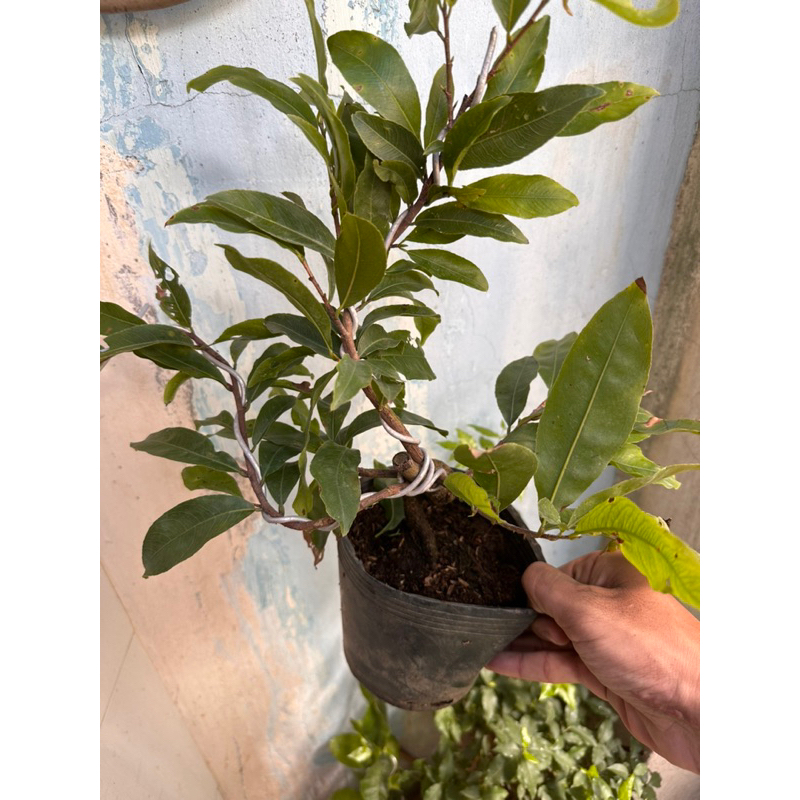 Hoa mai gião Indo nụ to hoa khủng. Hàng độc lạ