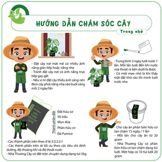Nhà Thương Cây - TRẦU BÀ SNOW QUEEN|Cây trong nhà