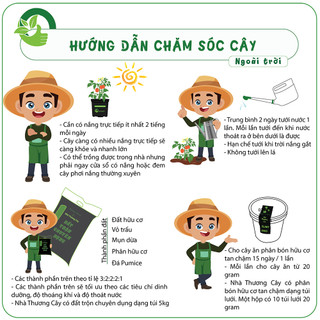 CÂY HÀM HƯƠNG