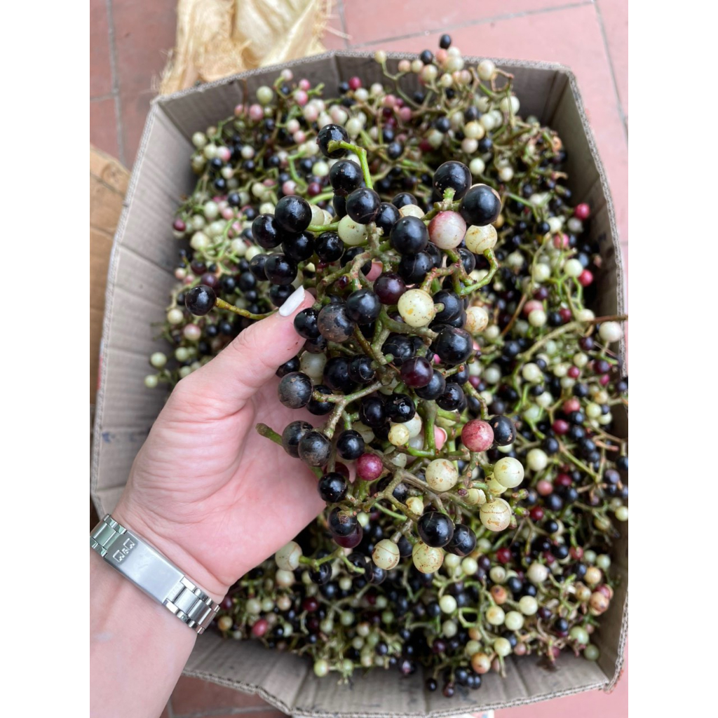 Quả nho rừng tây bắc bình 5 kg | Shopee Việt Nam