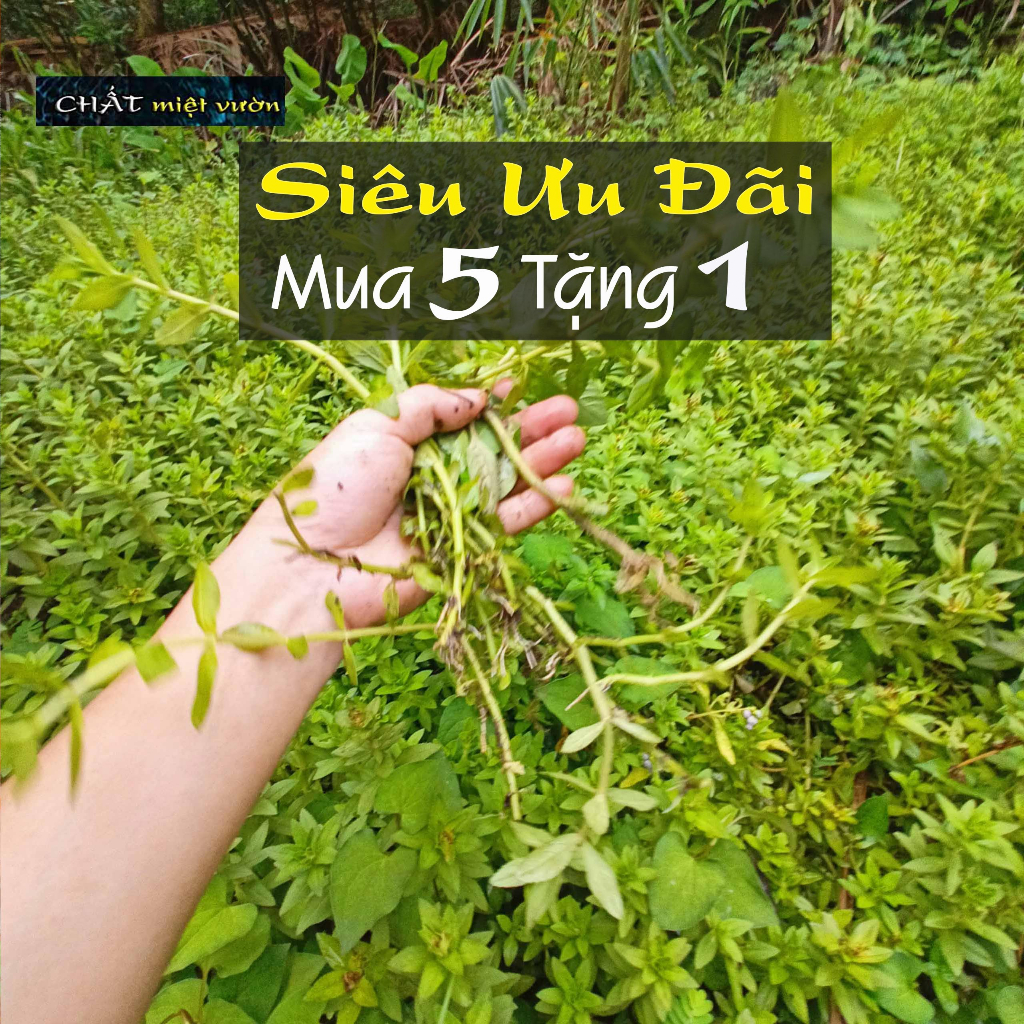 Cây rau ngò om giống - Rau ngổ giống - Rau gia vị | Shopee Việt Nam