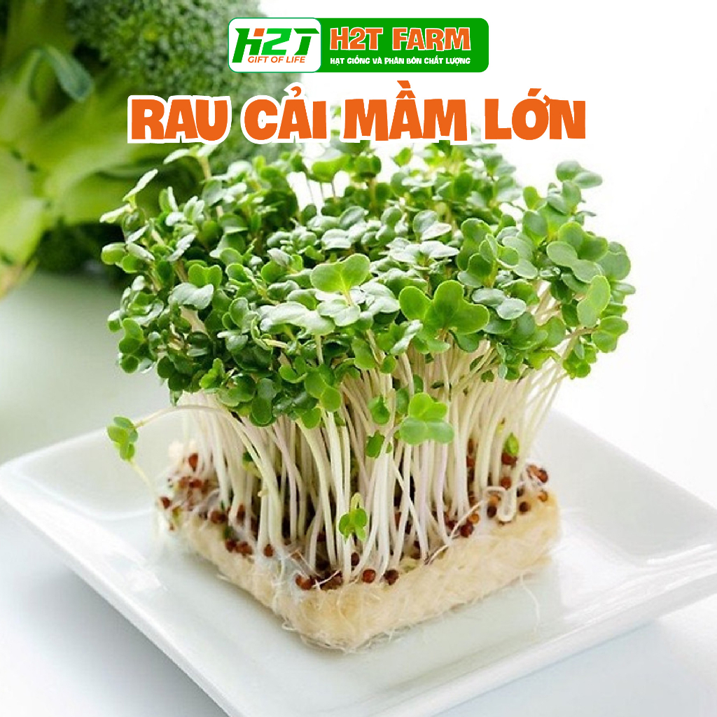 Hạt Giống Rau Mầm Cải Ngọt - Giòn, Ngọt | Shopee Việt Nam