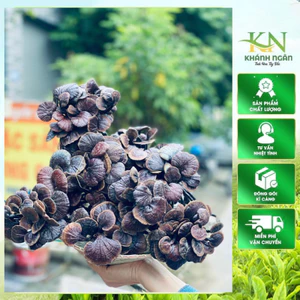Nấm Linh Chi Chuẩn Rừng- Nấm Linh Chi Trúc- Nấm Cổ Cò 500gr