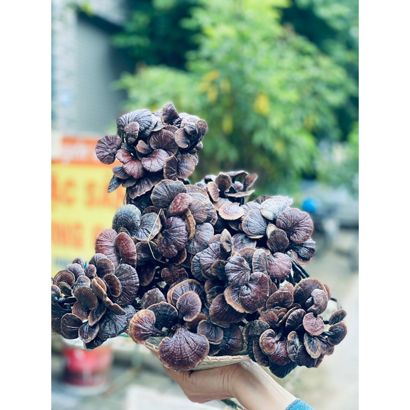 Nấm Linh Chi Chuẩn Rừng- Nấm Linh Chi Trúc- Nấm Cổ Cò 500gr