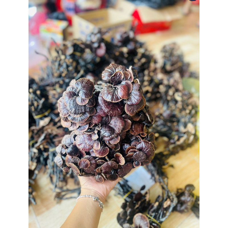 Nấm Linh Chi Chuẩn Rừng- Nấm Linh Chi Trúc- Nấm Cổ Cò 500gr