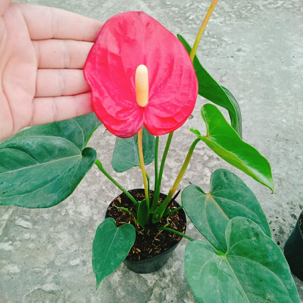 Cây Hồng Môn Đỏ - cây cảnh phong thủy mang lại may mắn và hạnh phúc