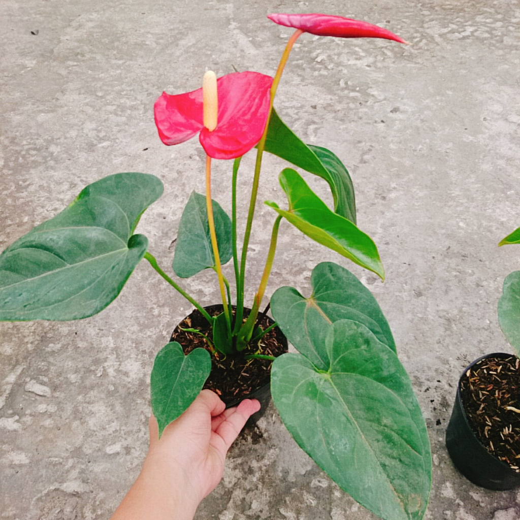 Cây Hồng Môn Đỏ - cây cảnh phong thủy mang lại may mắn và hạnh phúc
