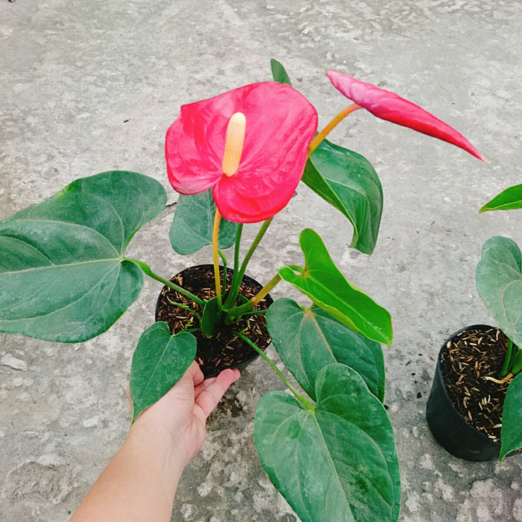Cây Hồng Môn Đỏ - cây cảnh phong thủy mang lại may mắn và hạnh phúc