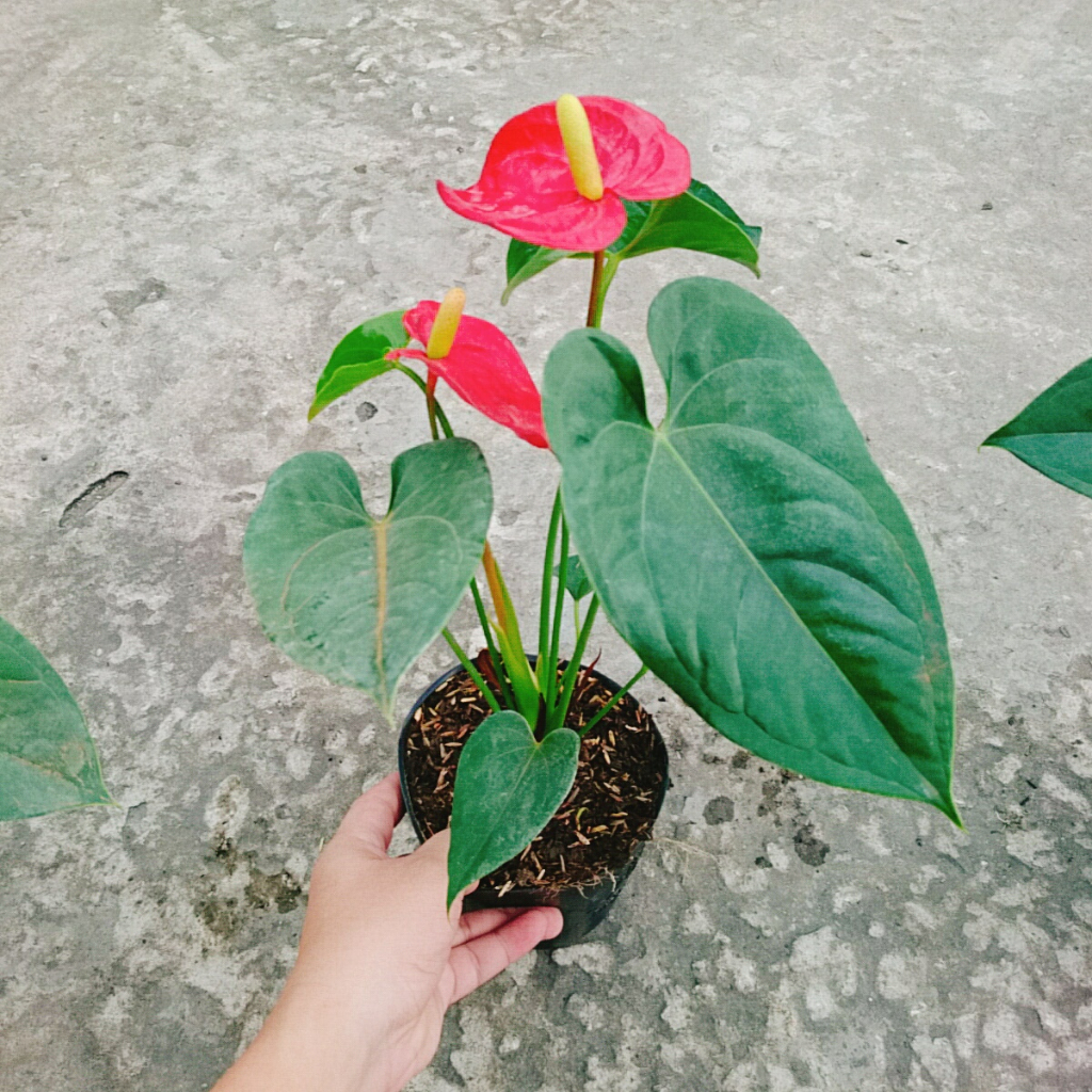 Cây Hồng Môn Đỏ - cây cảnh phong thủy mang lại may mắn và hạnh phúc