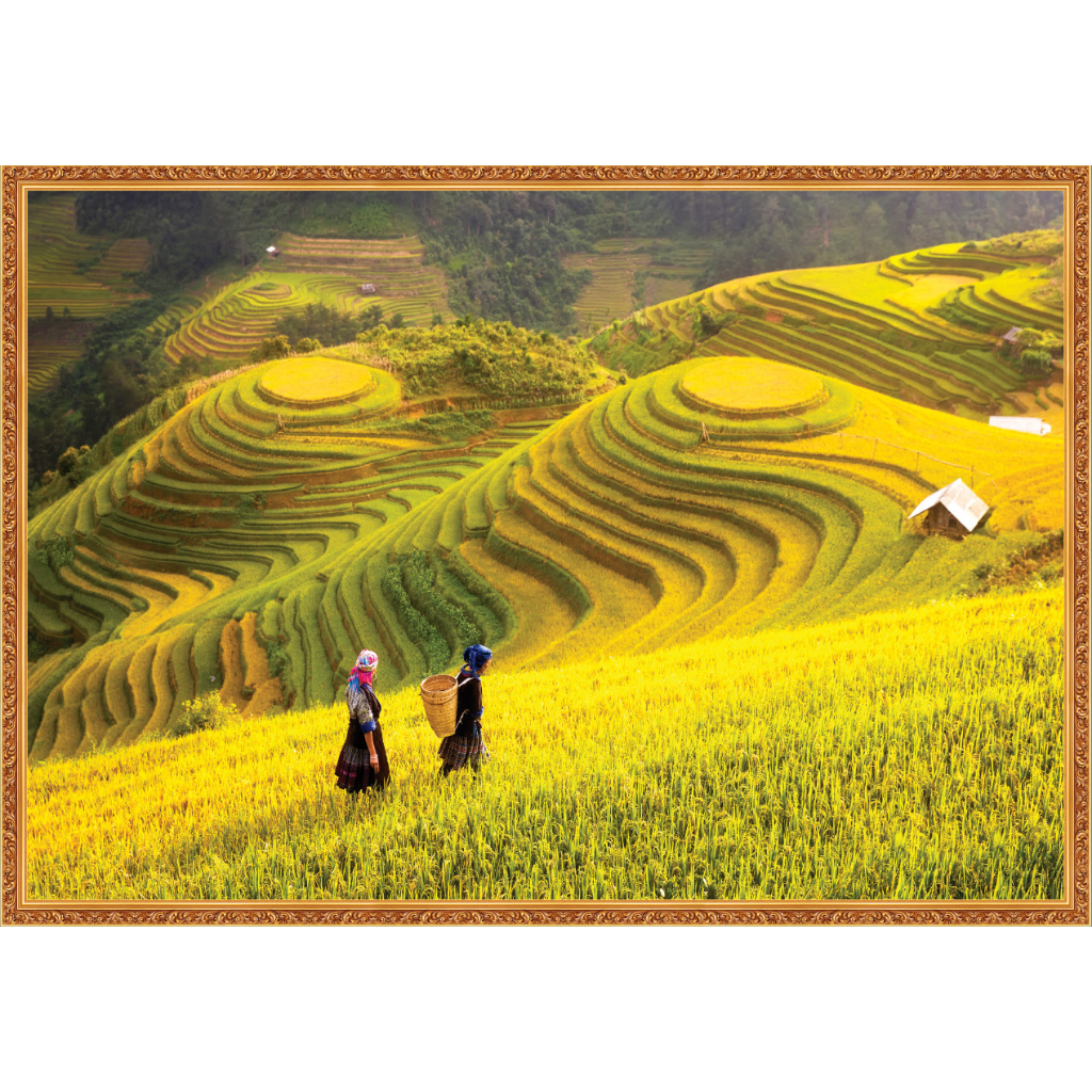 [HOT] Tranh decal 3D 5D phong cảnh ruộng bậc thang lúa chín vàng trang ...