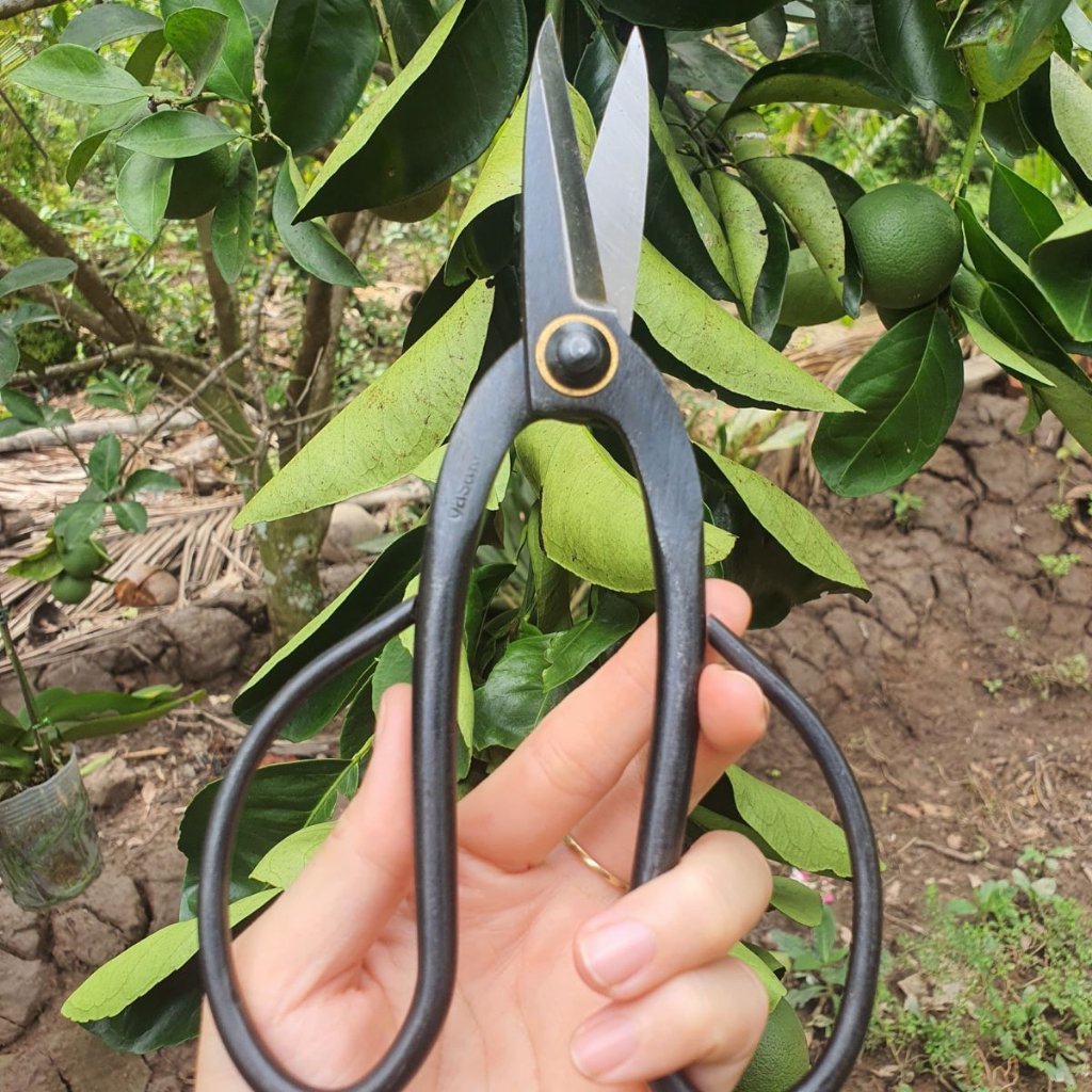 Kéo Cắt Cành Tỉa Cành Cây Bonsai Chất Liệu Thép Đen - Dụng Cụ Nông Nghiệp GD Smart
