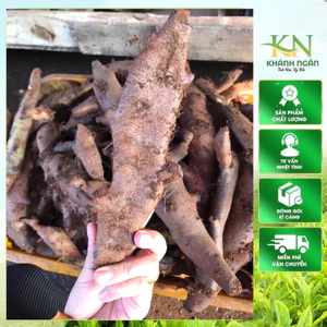 Tắc kè đá dẹt – Cốt toái bổ – Hàng tươi loại to, khô vàng thơm sạch – 1kg