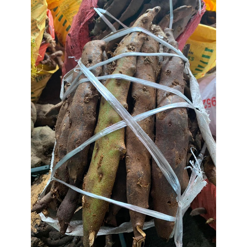 Tắc kè đá dẹt – Cốt toái bổ – Hàng tươi loại to, khô vàng thơm sạch – 1kg