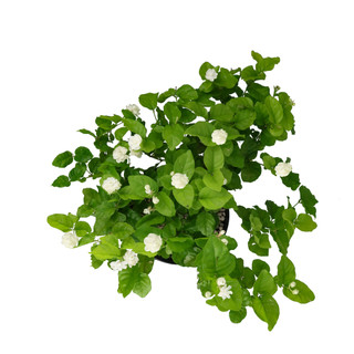 Nhà Thương Cây - LÀI TRÀ TRUYỀN THỐNG