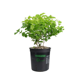 Nhà Thương Cây - LÀI TRÀ TRUYỀN THỐNG