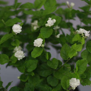 Nhà Thương Cây - LÀI TRÀ TRUYỀN THỐNG