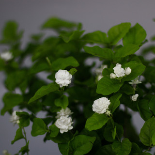 Nhà Thương Cây - LÀI TRÀ TRUYỀN THỐNG