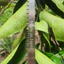 Cưa Cầm Tay Mini Cưa Lách New Cưa Gỗ Bonsai Cây Cảnh Nhật Bản - Dụng Cụ Nông Nghiệp GD Smart
