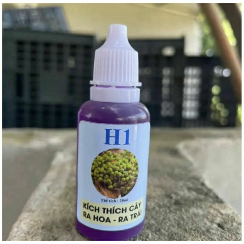 h1 b3 siêu kích hoa và trái cho sung và cây cảnh cây bonsai hoa lan