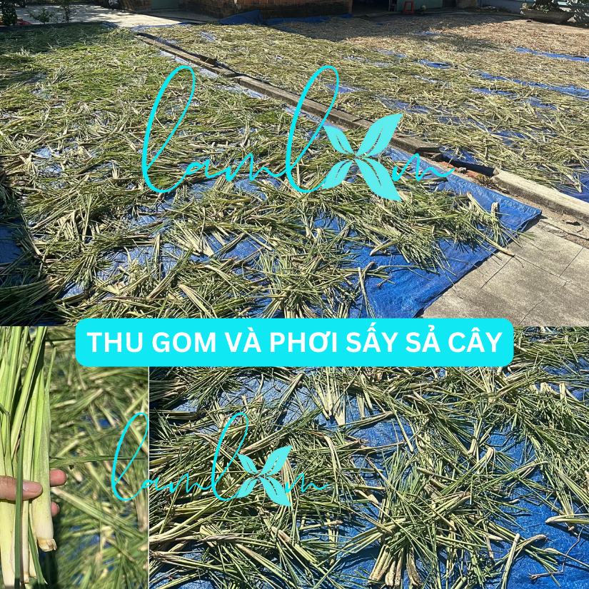 Nhang sả Lam Lam nhang không mùi ít khói hương dịu nhẹ dành cho người nhạy cảm về hô hấp