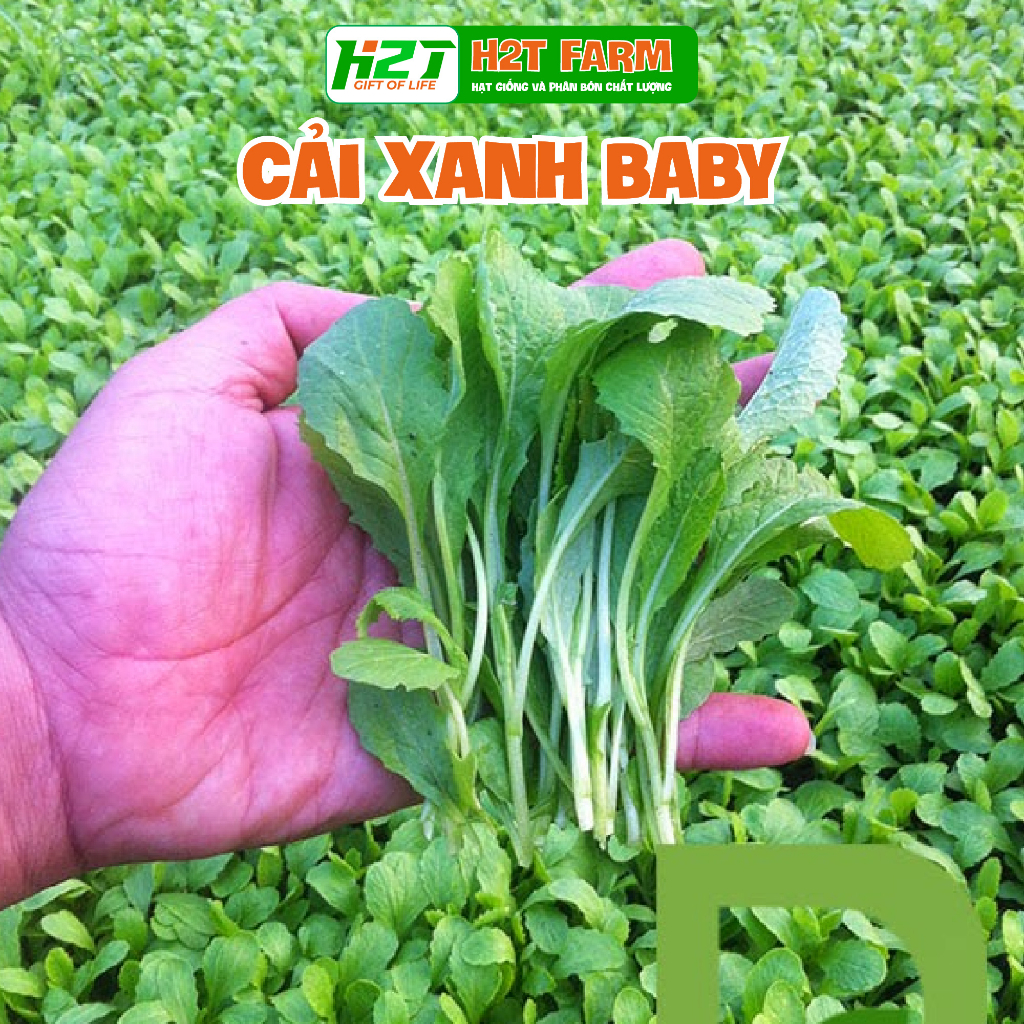 Giống Rau Cải xanh baby (ăn non) - H2T FARM | Shopee Việt Nam