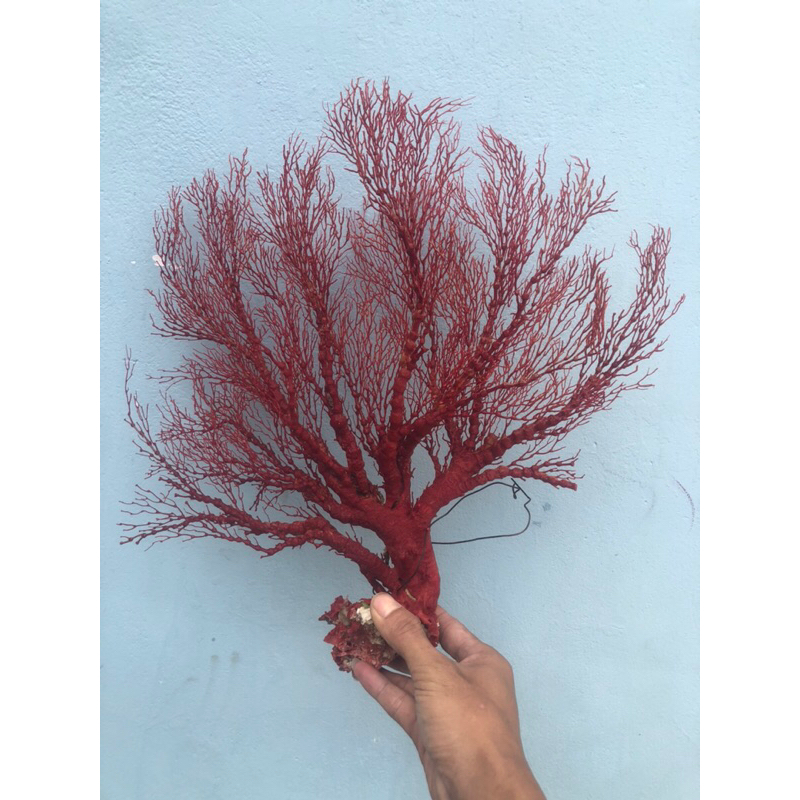 vòng  san hô đỏ 14ly "Red coral bracelet"